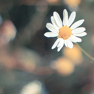 手机号轰炸机网页版